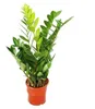 Zamioculcas zamiifolia - Zamio palma - Zamio kapradina 14cm Náhled obrázku produktu 1