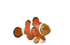 Mojo Fun Clown Fish, 3 Jahr(e), SEALIFE, Orange, Weiß, Produktbild-Vorschau 7