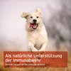 AniForte Propolis Pulver für Katzen & Hunde 20 g - Produktbild-Vorschau 5