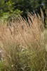 Trawa ozdobna "Karl Foerster" (Calamagrostis x acutiflora), Podgląd zdjęcia produktu 1