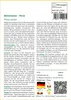 SAFLAX - Mittelmeer - Pinie - Pinus pinea - 6 Samen Produktbild-Vorschau 3