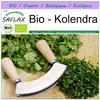SAFLAX - Bio - Kolendra - 150 Nasiona - Coriandrum sativum Podgląd zdjęcia produktu 10