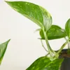 Scindapsus Aureum - Efeutute - Hängepflanze - Produktbild-Vorschau 5