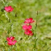 Lein rot Samen - Linum grandiflorum - Leinsamen - Produktbild-Vorschau 4