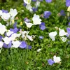 Bloomique - Zestaw 6 sztuk - Campanula Carpatica White Podgląd zdjęcia produktu 5
