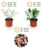Set da 3 rose da giardino Rosa Cutie Pie - rosa resistente Anteprima dell’immagine prodotto 5