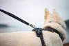 Ruffwear Front Range™ Hundegeschirr Produktbild-Vorschau 8