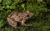 Komodo Habitat Moss 100g - mech torfowiec komodo Podgląd zdjęcia produktu 3