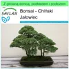 SAFLAX - Garden to go - Bonsai - Chiński Jałowiec - 30 Podgląd zdjęcia produktu 10