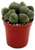 Pleiospilos nelii – Living Stone – Living Granite – im Produktbild-Vorschau 1