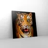 Bild auf Leinwand - Leinwandbild - tiger tier - 70x70cm - Produktbild-Vorschau 4