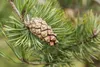 Pinus sylvestris, Waldkiefer, 40–60 cm Produktbild-Vorschau 9