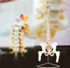 Anatomie Modell Skelett Wirbelsäule mit Becken ​Lebensgroß Produktbild-Vorschau 4