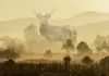 Vlies Fototapete - Dreamlike Image 100x70 cm Tiere Produktbild-Vorschau 5