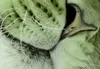 Vlies Fototapete Löwe 400x280 cm Tapeten Wandtapete XXL Produktbild-Vorschau 3