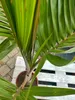 Flaschenpalme 80-120 cm Hyophorbe lagenicaulis Zimmerpalme Produktbild-Vorschau 2