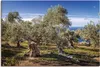 ARTland Leinwandbild Olivenhain in der Serra de Tramuntana Produktbild-Vorschau 1