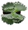 Cotyledon undulata - Silberkrone - Muschel-Sukkulente - im Produktbild-Vorschau 2
