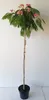 Seidenbaum / Schlafbaum -Hochstamm - Albizia julibrissin Produktbild-Vorschau 1