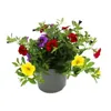 Magic bell - Mini wiszaca petunia - Calibrachoa - Doniczka Podgląd zdjęcia produktu 1