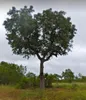 Marula (Sclerocarya birrea ssp. caffra) – 5 semen Náhled obrázku produktu 2