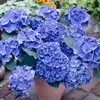3er-Mix - Hydrangea Macrophylla - Rosa, Blau, Weiß - Produktbild-Vorschau 6