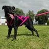 Dingo Hundegeschirre Sled Große L Farbe Rosa Zuggeschirr Produktbild-Vorschau 7
