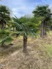 Palme Hanfpalme Trachycarpus Fortunei Gesamthöhe ca. 200cm Produktbild-Vorschau 6