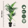 Kencja - Howea forsteriana - Wysokość 130-140cm - ⌀21cm Podgląd zdjęcia produktu 2