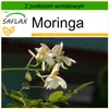 SAFLAX - Moringa - 10 Nasiona - Z podłożem uprawowym wolnym Podgląd zdjęcia produktu 10
