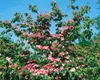 Cornus kousa 'Satomi', Japanischer Blumen-Hartriegel, rosa Produktbild-Vorschau 14