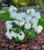 BALDUR Garten 1x Duftender Gartenjasmin 'Pearls of Produktbild-Vorschau 5