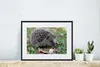 MuchoWow® MuchoWow® Gerahmtes Poster Igel im Gras 40x30 cm Produktbild-Vorschau 6
