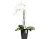 Ecopots Morinda Orchid 17 Blumentopf - L 17,1 cm x H 19,5 Produktbild-Vorschau 7