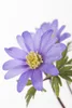 Anemone blanda 'Blue Shades', Balkan-Windröschen, blau, ca. Produktbild-Vorschau 7