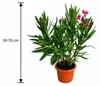 Nerium Oleander Tricolor, výška 50–70 cm – Trojfarebný Náhľad obrázku produktu 5