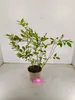 A potted plant with green leaves and brown stems sits on a light gray surface against a white background. Náhľad obrázku produktu