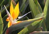 SAFLAX - Gelbe Strelitzie - Mandelas Gold - Strelitzia Produktbild-Vorschau 5