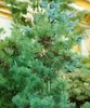 Pinus parviflora 'Glauca', Japanische Kiefer, blau-grün, Produktbild-Vorschau 14