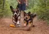 Ruffwear Gourdo Spielzeug Campfire Orange L Produktbild-Vorschau 8