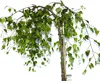 Plačúca breza Betula pendula youngii Plačúca breza výška Náhľad obrázku produktu 3