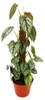 Philodendron brandtianum - Silberblatt - Baumfreund - 17cm Produktbild-Vorschau 1