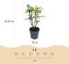 Green boutiQ - Gartenpflanze - Hydrangea panniculata Living Produktbild-Vorschau 3