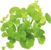 Hydrocotyle leucocephala  Brasiliansicher Wassernabel Produktbild-Vorschau 4