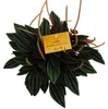 Peperomia 3er Set Náhled obrázku produktu 7