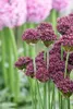 Allium atropurpureum, Zierlauch, dunkelviolett, ca. 11x11 Produktbild-Vorschau 1