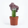 Bloomique - Euphorbia Lactea Cristata - Pianta cactus - Anteprima dell’immagine prodotto 1