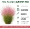 Stauden Gänge 1 x Muhlenbergia capillaris im 1 Liter Topf - Produktbild-Vorschau 8