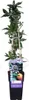 Mucenka modrá (Passiflora caerulea) Ø15cm, výška 65cm, Náhled obrázku produktu 2