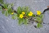 SAFLAX - Chwast Gęsi - 20 Nasiona - Potentilla anserina Podgląd zdjęcia produktu 4